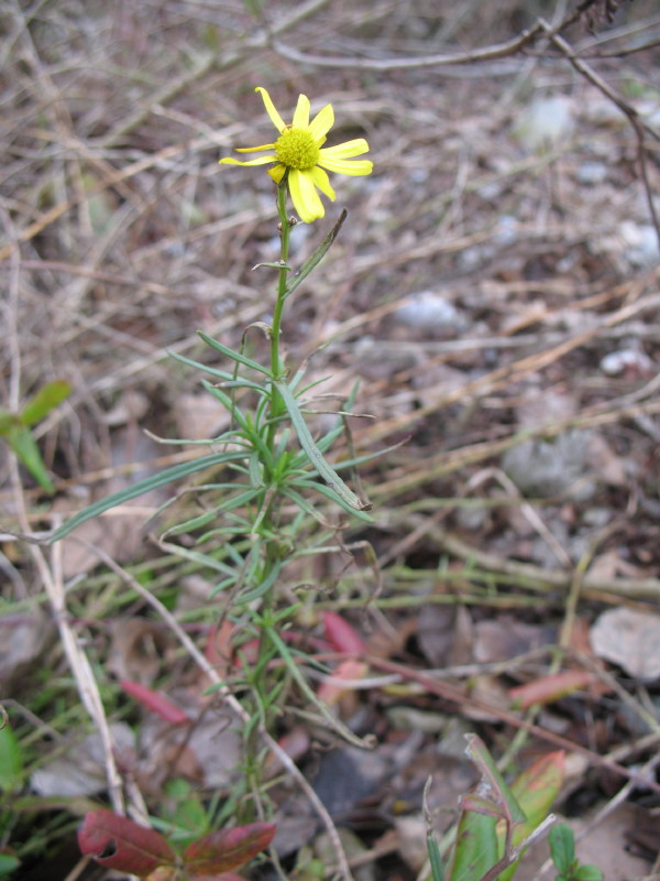 piante di greto - Senecio inaequidens e Salix sp.