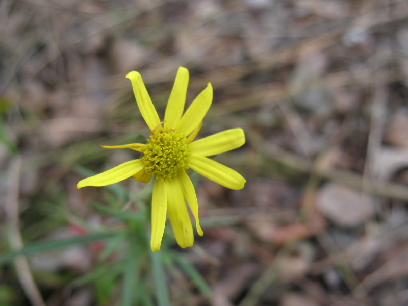 piante di greto - Senecio inaequidens e Salix sp.