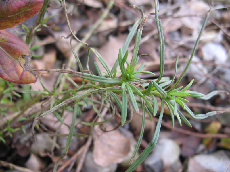 piante di greto - Senecio inaequidens e Salix sp.