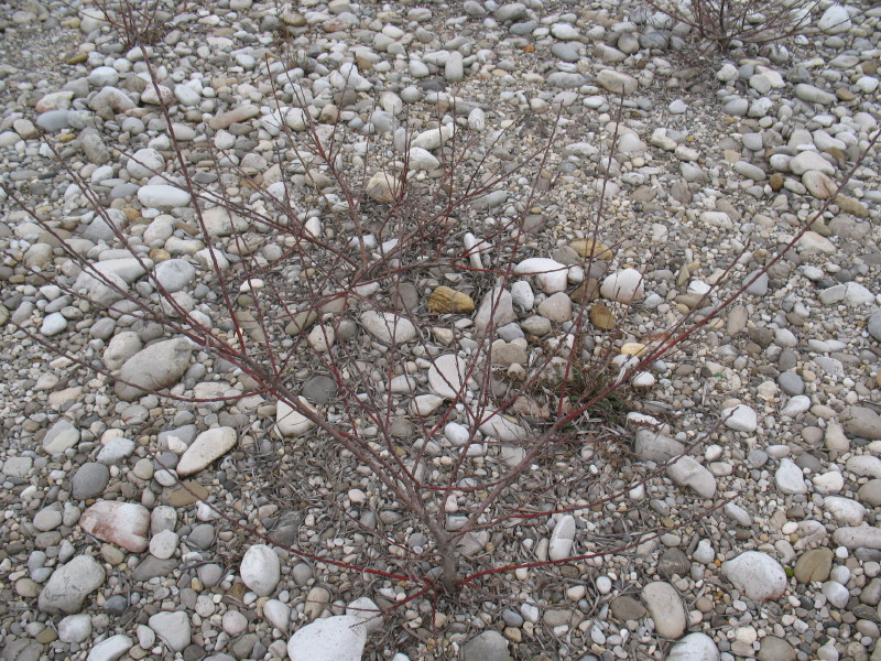 piante di greto - Senecio inaequidens e Salix sp.