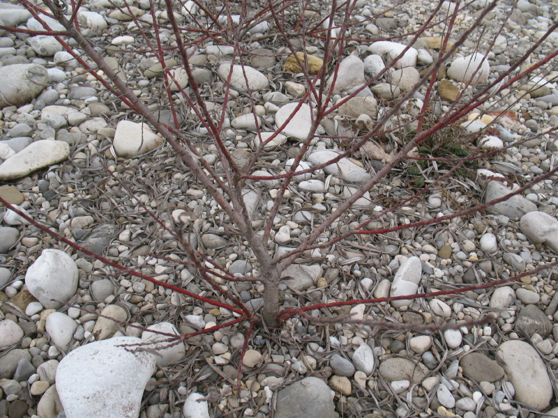 piante di greto - Senecio inaequidens e Salix sp.