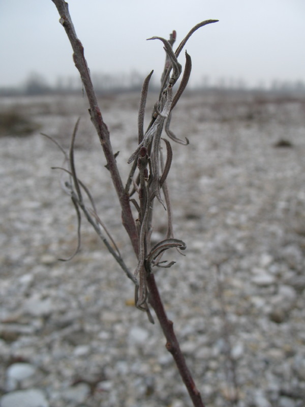 piante di greto - Senecio inaequidens e Salix sp.