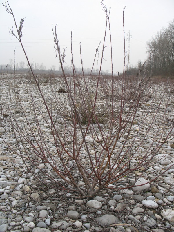 piante di greto - Senecio inaequidens e Salix sp.