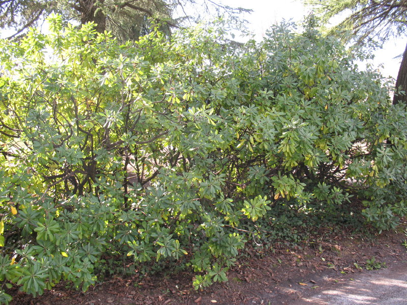 Pittosporum tobira / Pittosporo (pianta coltivata)