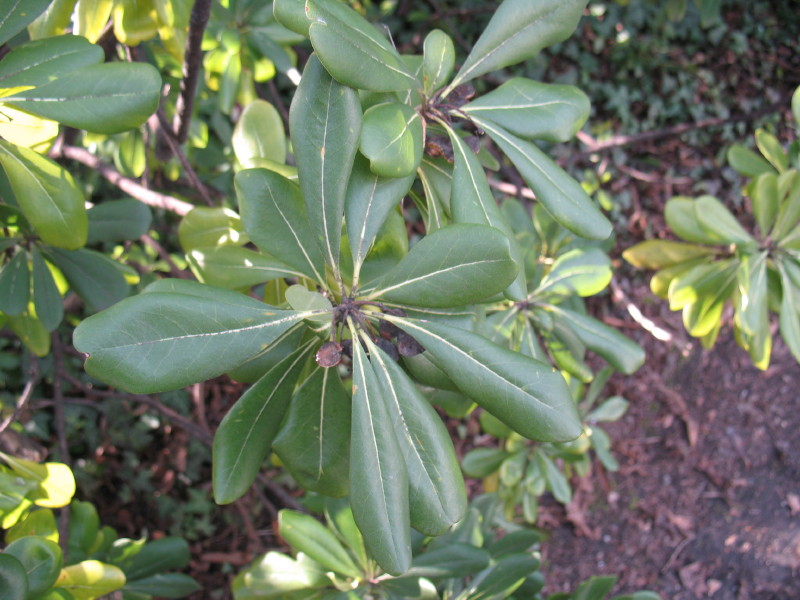 Pittosporum tobira / Pittosporo (pianta coltivata)