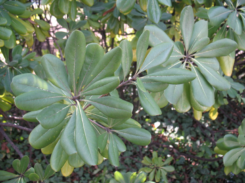 Pittosporum tobira / Pittosporo (pianta coltivata)