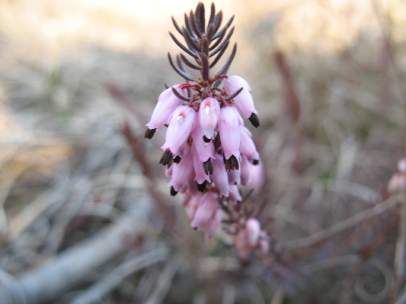 Erica carnea / Scopina