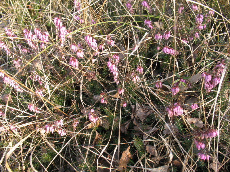 Erica carnea / Scopina