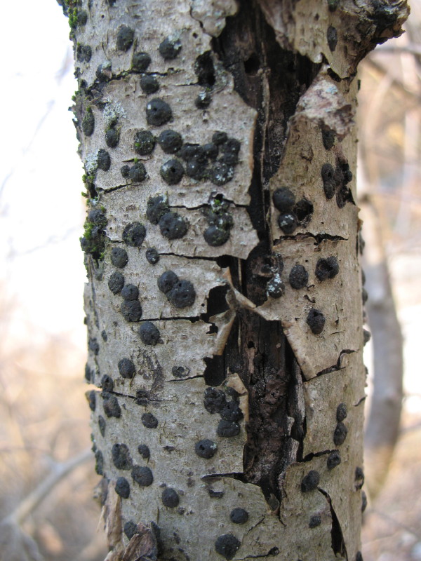 Problema entomologico (funghi su nocciolo)