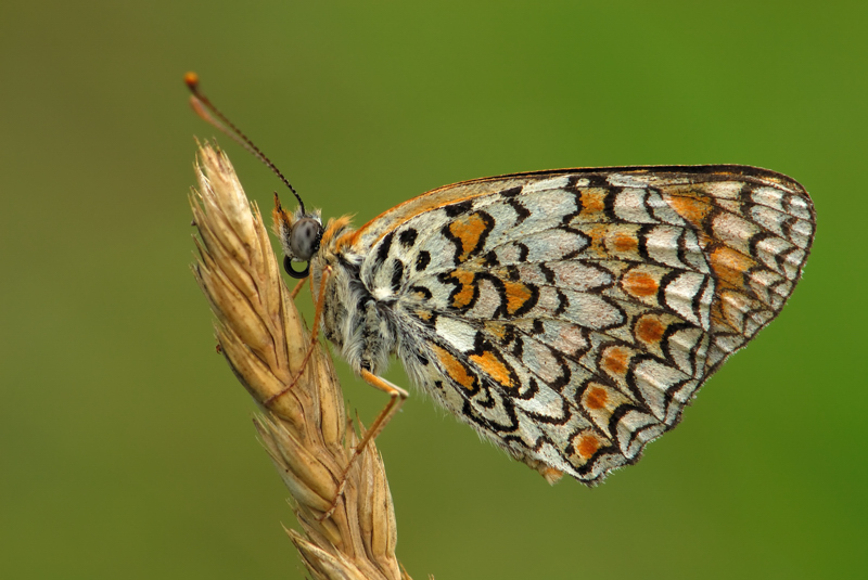 Bruco di Melitea didyma e adulto di M.phoeboe