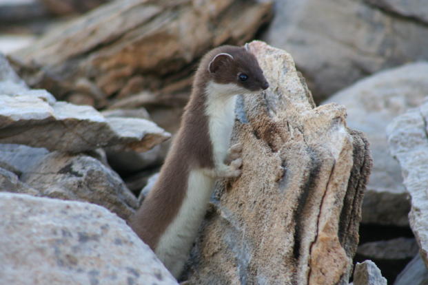 Fauna delle Alpe