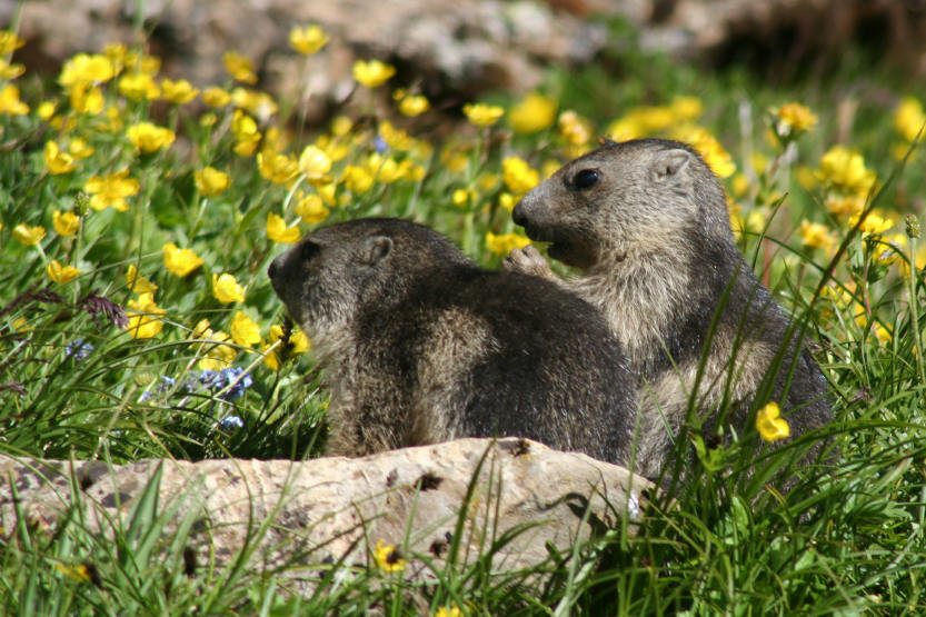 Fauna delle Alpe