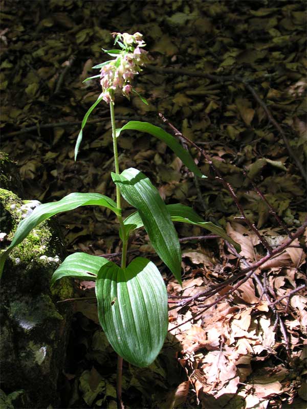 Epipactis helleborine / Elleborine comune