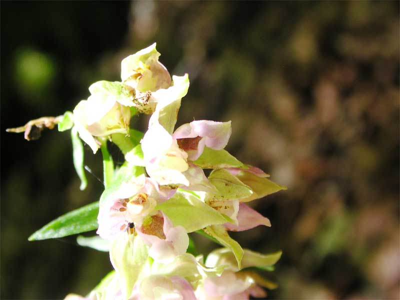 Epipactis helleborine / Elleborine comune