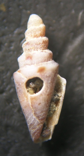 Piccolo Conus teratologico
