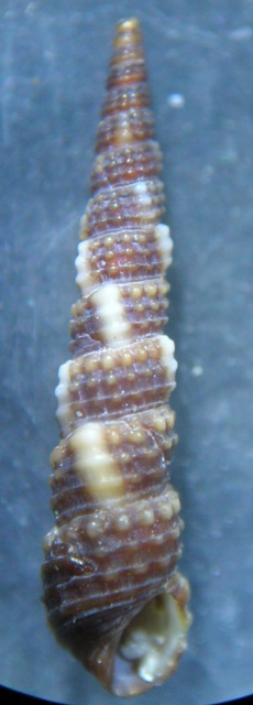 Bittium scabrum