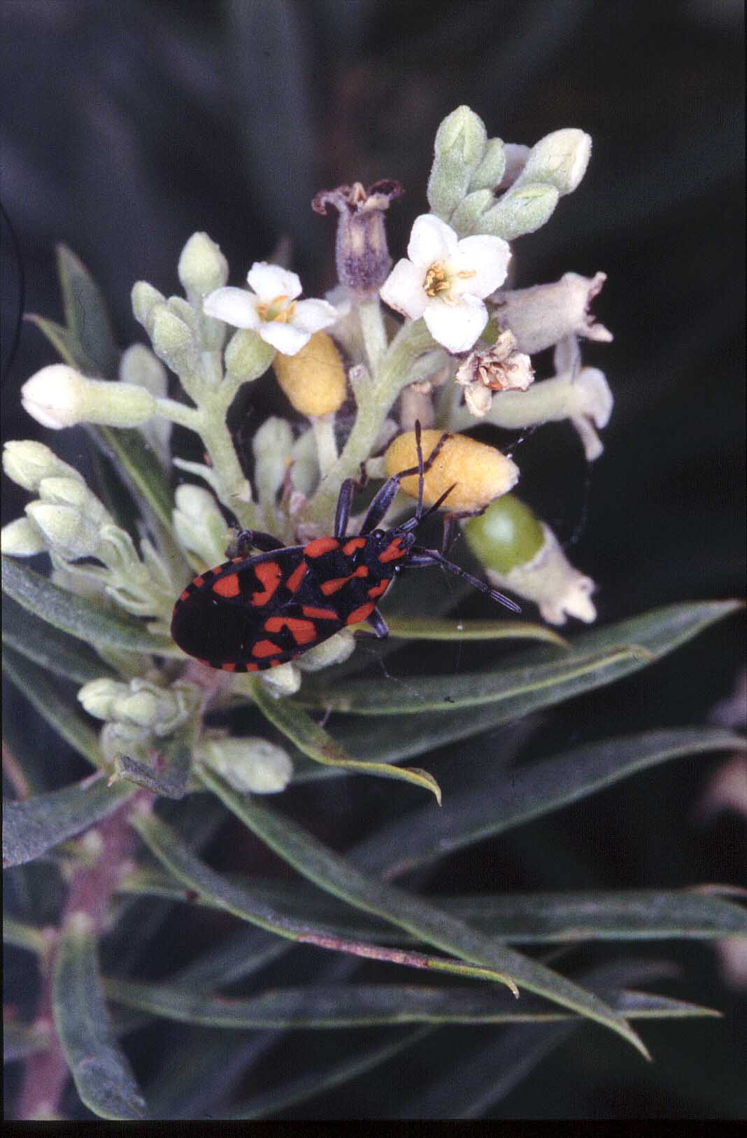 Spilostethus saxatilis