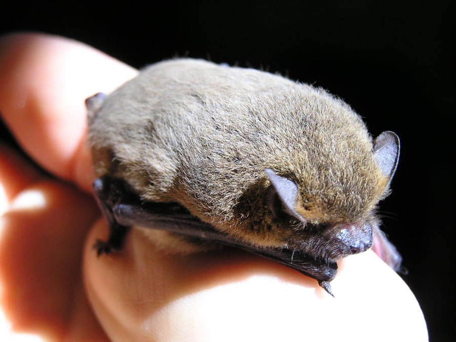 Nyctalus sp. e Pipistrellus sp.