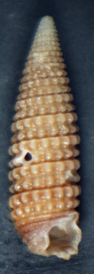 Dizoniopsis coppolae