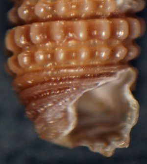 Dizoniopsis coppolae