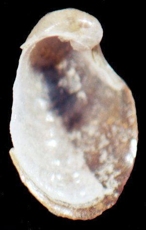 Petalifera