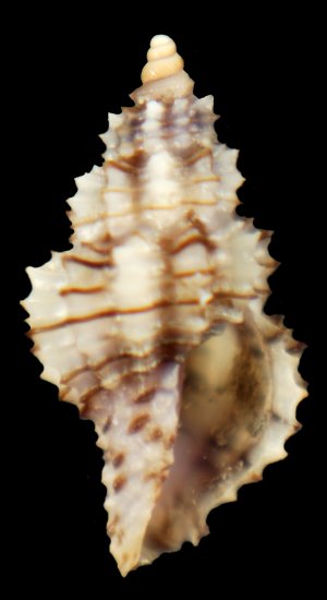 Raphitoma linearis