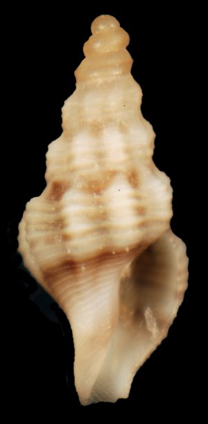 Comanmordia gracilis juv.