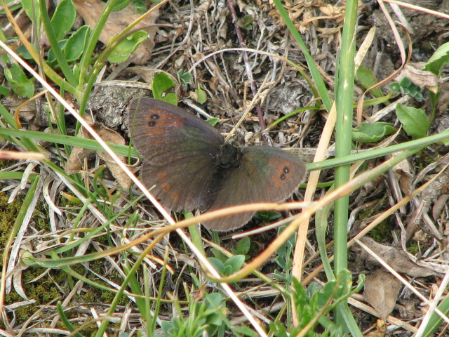 farfalle da identificare