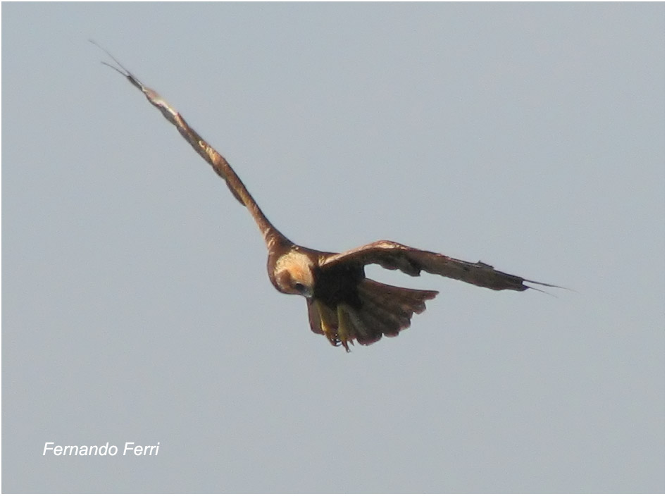 falco di palude in caccia