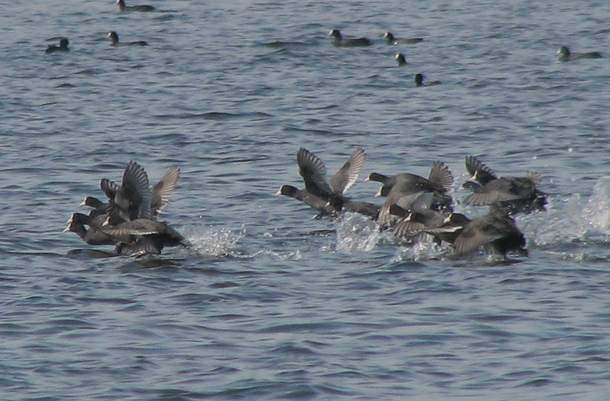 falco di palude in caccia