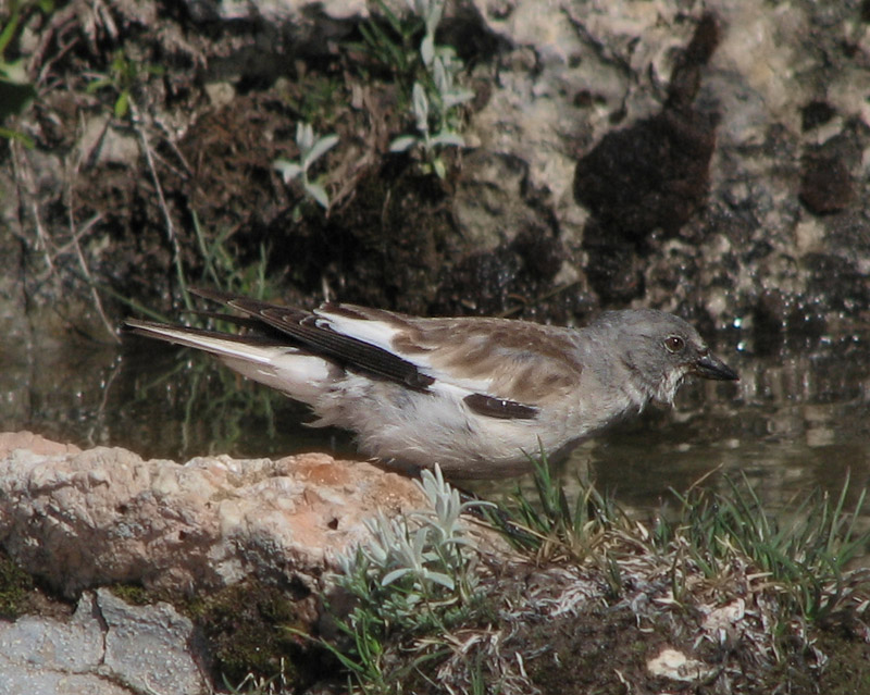 snowfinch day 2007