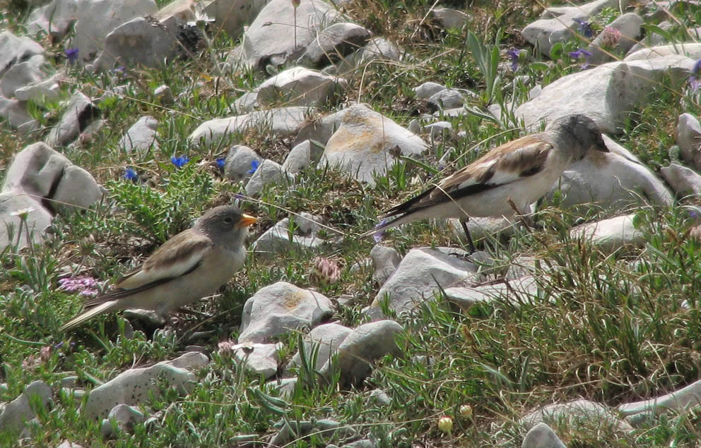 snowfinch day 2007