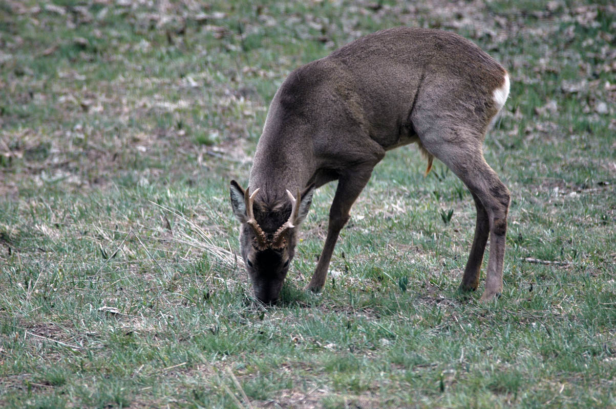 Il Capriolo