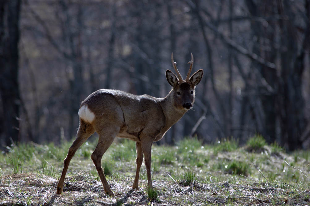 Il Capriolo