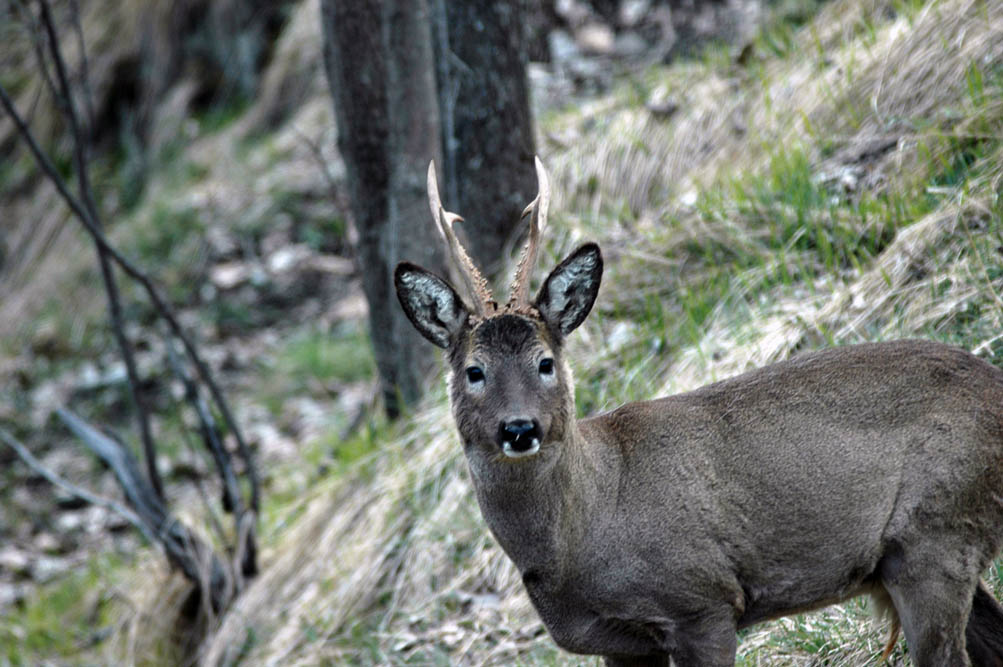 Il Capriolo