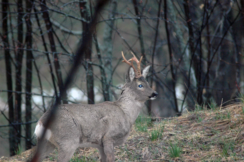 Il Capriolo