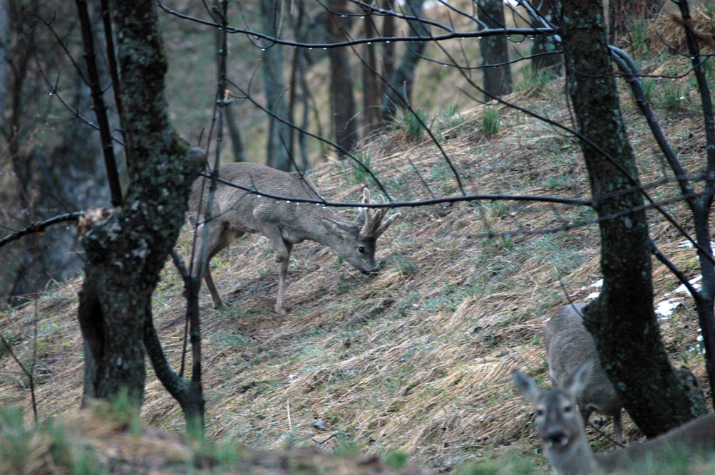 Il Capriolo