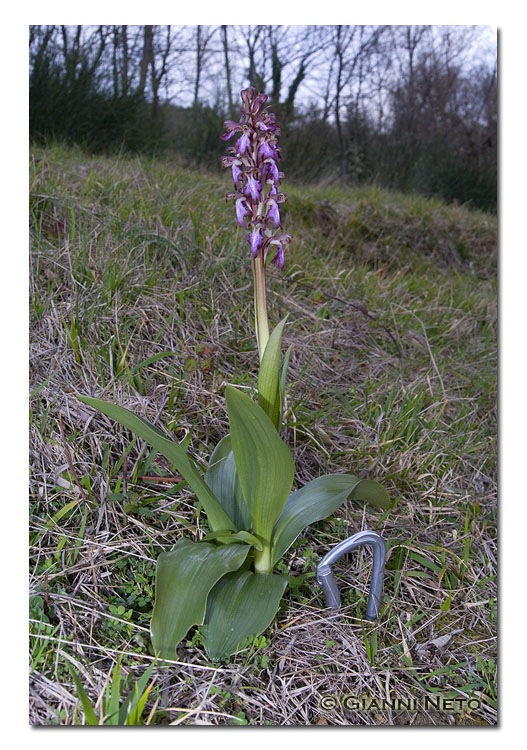 Barlia robertiana (appennino tosco romagnolo)