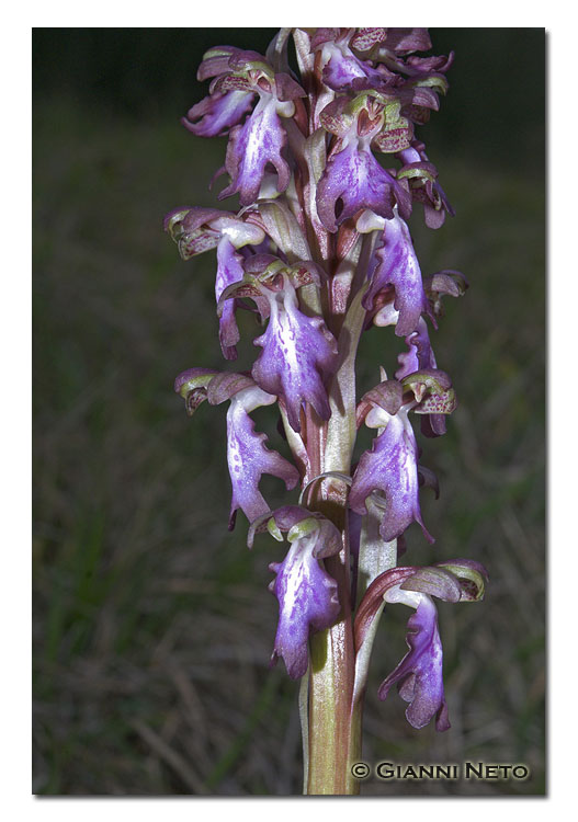 Barlia robertiana (appennino tosco romagnolo)