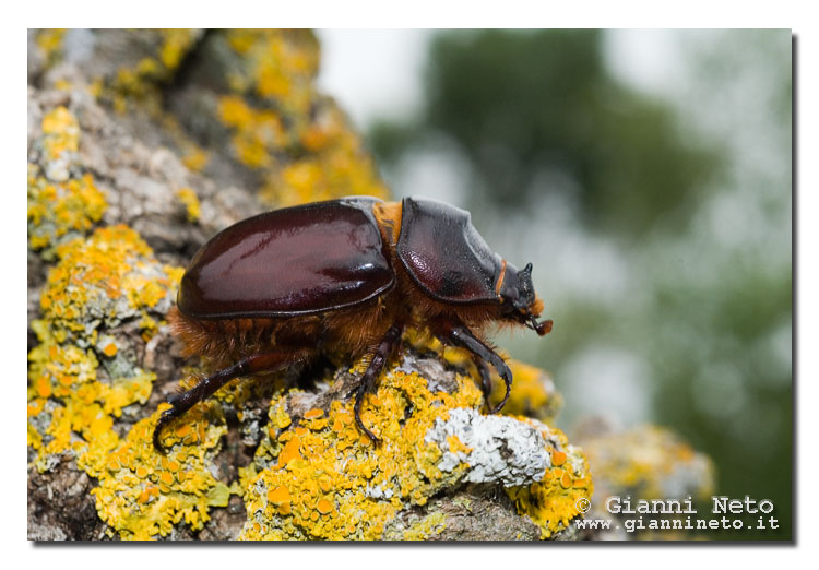 Scarabeo rinoceronte femmina