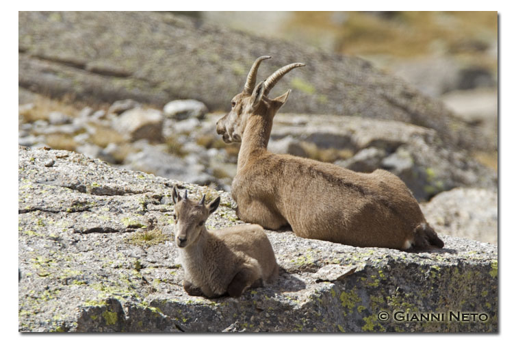 Cucciolo di stambecco