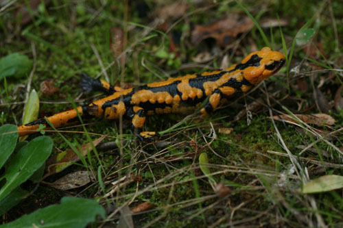 Salamandra salamandra ssp. gigliolii