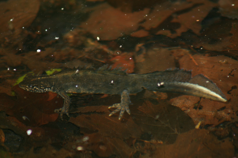 Tritone crestato - Triturus carnifex