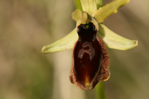 Ophrys