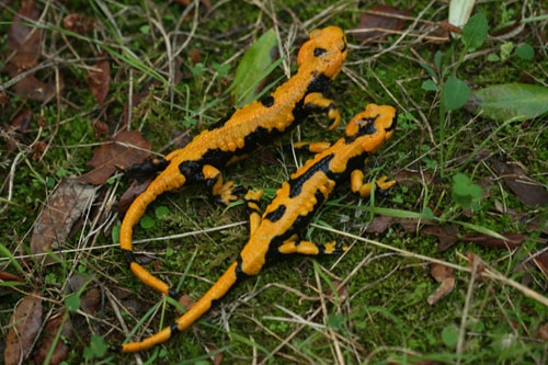 Salamandra salamandra ssp. gigliolii