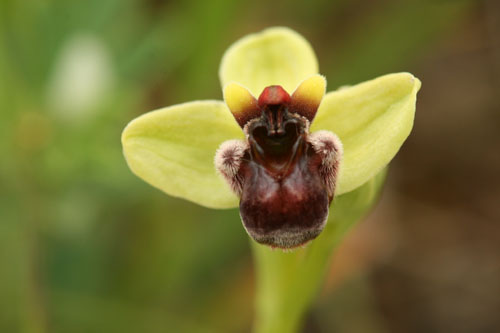 Ophrys