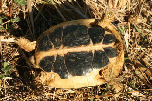 Testuggine Hermanni ssp. Hermanni