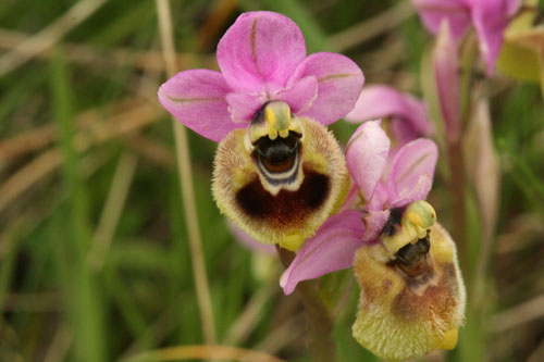 Ophrys