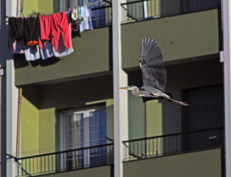 Animali urbani