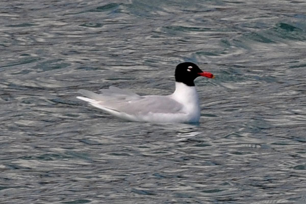 avifauna canale di calma Genova Pr - aiuto identificazione